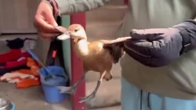 गोड्डा: गोड्डा में मिला दुर्लभ लेसर व्हिस्लिंग डक, परिवार ने देखभाल कर वन विभाग को सौंपा