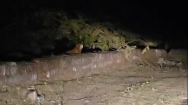 बरेली: बाड़ी के नागिन मोड़ पर सड़क किनारे दिखा बाघ, वाहन चालक ने बनाया वीडियो