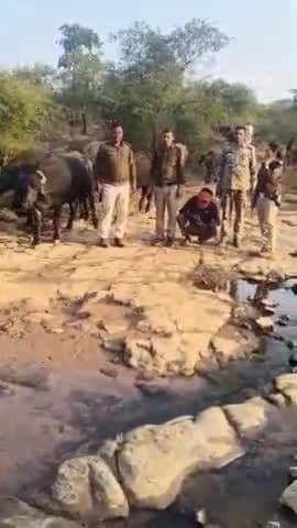 विजयपुर: गसवानी पुलिस को बड़ी सफलता, 12 चोरी की भैंसें बरामद, 2000 रुपये का इनामी आरोपी गिरफ्तार