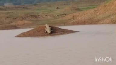 जमुई: कुकुर झप डैम में दिखा 40 साल पुराना मगरमच्छ, स्थानीय लोगों में दहशत, देखने को उमड़ी भीड़, वीडियो वायरल