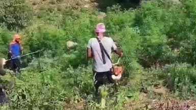 ବାଲିଗୁଡା: ବାଲିଗୁଡା ଥାନା ଅଞ୍ଚଳରେ ବାଲିଗୁଡା SDPO ଭୋସଲେ ଙ୍କ ନିର୍ଦେଶ କ୍ରମେ 110ଏକର ଗଞ୍ଜେଇ ଗଛନ କାଟି ନଷ୍ଟ