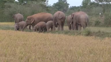 କରଞ୍ଜିଆ: ଦୁଧିଆଣି ରେଞ୍ଚ ଅଞ୍ଚଳରେ ଥମୁନି ହାତୀ ଆତଙ୍କ । ହାତୀପଲରେ ଅଛନ୍ତି ୩୨ ଟି ହାତୀ