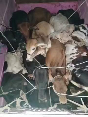 कसरावद: बलकवाडा थाना क्षेत्र में अवैध गौवंश तस्करी पर कार्रवाई, 10 गौवंश मुक्त, चालक फरार