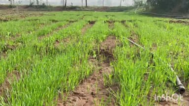 વડગામ: જિલ્લા સહિત વડગામ પંથકમા બદલાયેલા વાતાવરણથી ખેડૂતોમાં વધી ચિંતા.