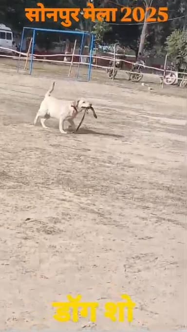 सोनपुर मेला 2025
डॉग शो
#Sonepurmela
#dogshow
#sonepur
#saran
Art, Culture and Youth Department, Government of Biha...