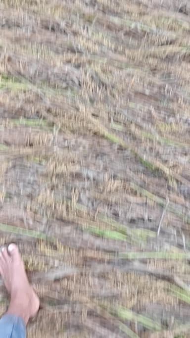 किसान के मजबूरी कौन पूछता है कुछ बच जाए तो नेता मार देता है होना भगवान चारों तरफ से मारता है तो किसान