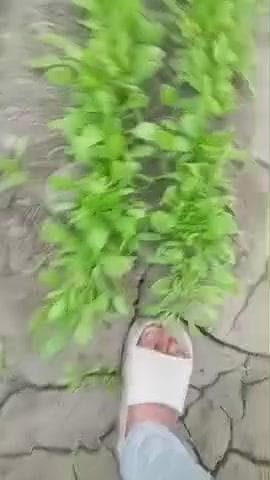 सोनीपत के अटेरना गांव में प्रदूषण से खेती को भारी नुकसान