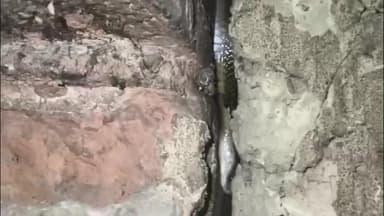 ସୁକିନ୍ଦା: ବାମ୍ବିଲୋ ମହାନ୍ତ ସାହିରେ ଗୃହ ପାଳିତ କୁକୁଡ଼ାକୁ ମାରି ଘର ମଧ୍ୟରେ ଫସି ରହିଲା ବିଷଧର ନାଗ ସାପ