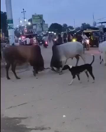 तिलहर: नगर के पूर्वी तिराहे पर दो सांडों की लड़ाई से बाजार में मची भगदड़, फास्ट फूड का ठेला पलटा, कई लोग बाल-बाल बचे