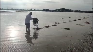 બરડા પંથકમાં 3 ઇંચથી વધુ વરસાદે ખેડૂતોને કર્યા પાયમાલ, જગતના તાતને મોટું નુકસાન