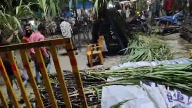 नेपानगर: तुलसी विवाह पर गन्ने की लूट! बुरहानपुर जिले में जमकर हुई खरीदारी