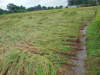झारखंड के गोड्डा जिले में फसल बर्बाद होने से किसान हताश है