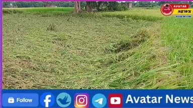 बेमौसम बरसात से किसानों की कमर टूटी, चक्रवाती तूफान “मंथा” ने मचाई तबाही..!
#viralnews. #newsupdate #news #avatarnews