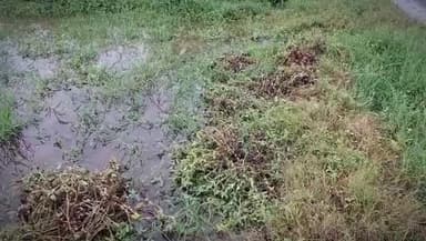 ખેડબ્રહ્મા: તાલુકાના મેત્રાલ અને મેત્રાલ કંપા વિસ્તારમાં મોડી રાત્રે ધોધમાર વરસાદને લઈ મગફળીનો પાક પાણીમાં તરતો જોવા મળ્યો