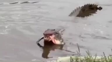 चकिया: सिकंदरपुर नदी में मछली खाते विशालकाय मगरमच्छ का वीडियो सोशल मीडिया पर हुआ वायरल