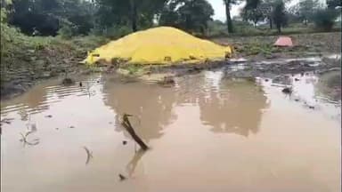 मोताळा: बुलढाण्याच्या मोताळा तालुक्यात पुन्हा ढगफुटी सदृश्य पाऊस मका कापूस पिकाचे मोठे नुकसान