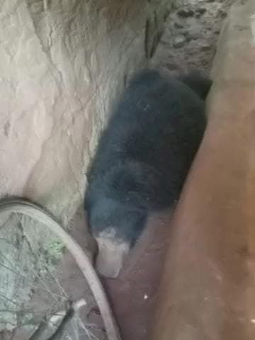 कांकेर: बागोडार में दीवार पार करते समय घायल भालू की हुई मौत, शावक सुरक्षित पकड़ा गया, फोटो वायरल