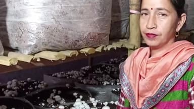 बड़सर: बड़ीवाला गांव की निशा देवी ने मशरूम और हर्बल साबुन तैयार कर अपनी आर्थिकी को मजबूत किया, लोगों ने की सराहना