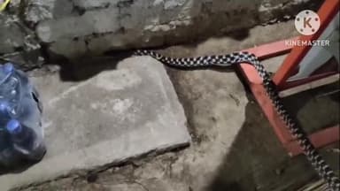 कोरबा: जेपी कॉलोनी स्थित घर में राशन सामग्री के बीच बैठा दिखा अनोखा काले सफेद रंग का सांप