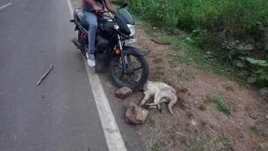 कटंगी: शहर में आवारा कुत्तों का कहर, अर्जुननाला में कुत्ते ने आधा दर्जन बच्चों को काटा, लोगों ने कुत्ते को उतारा मौत के घाट