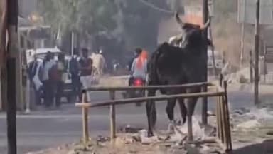 बावड़ी: बावड़ी में सांड के हमले से युवक गंभीर घायल, जोधपुर रेफर; आवारा पशुओं से बढ़ रही घटनाएं, प्रशासन मौन