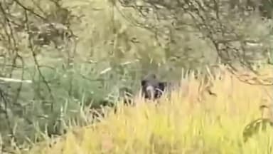 नागभिर: सावरगाव वाढोणा परिसरात अस्वलीच्या वास्तव्याने नागरिकात प्रचंड भीतीचे वातावरण