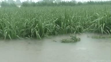 પલસાણા: દક્ષિણ ગુજરાતમાં કમોસમી વરસાદે શેરડીની કાપણી અને સુગર મિલોને વિઘ્ન પહોંચાડ્યું