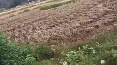 जामा: बेमौसम बारिश से धान की फसल को नुकसान, बागझोपा गांव के किसानों ने मुआवजे की मांग की