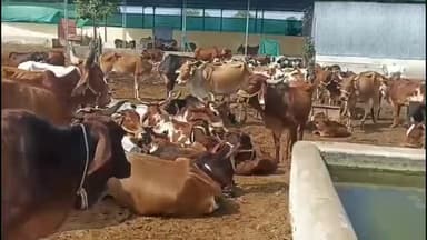 सनावद: ग्राम मर्दाना की राजा मोर्धवज गौशाला में तेंदुए ने गाय के बछड़े पर किया हमला, बछड़ा बाल-बाल बचा