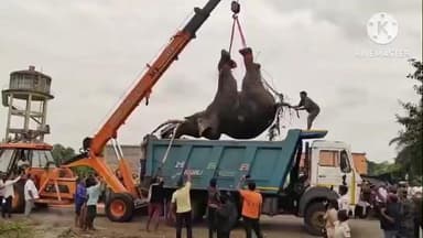 ବଡସାହି: ଆଗ୍ରିଆ ରେଳଫାଟକରେ ଟ୍ରେନଧକ୍କାରେ ଦନ୍ତାହାତୀର ମୃତ୍ୟୁରେ କ୍ରେନ ସହାୟତାରେ ମୃତଦେହ ଜବତକରି ଶଵ ବ୍ୟବଛେଦ କରାଇଲା ବନବିଭାଗ