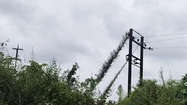 जयसिंहपुर: जयसिंहपुर विद्युत उपकेंद्र के अंतर्गत अठैसी सघन सहकारी समिति के सामने 11000 पोल झाड़ियों से ढके हुए दिखे