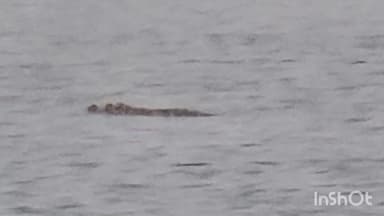 अंबाह: नगर के किला बस्ती के प्राचीन तालाब में दिखा मगरमच्छ, क्षेत्र में मचा हड़कंप