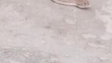 धर्मशाला: दाड़ी में एक घर के आंगन में निकला जहरीला रसल वाइपर सांप, परिवार के रोंगटे खड़े, गनीमत रही सभी सुरक्षित