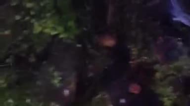 जयसिंहनगर: रिमार में अनियंत्रित वाहन पेड़ से टकराया, तीन घायल, डायल 112 की टीम ने पहुंचाया अस्पताल