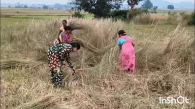 शंकरगढ़: भरतपुर संतरा महिला स्वयं सहायता समूह की महिलाओं ने कांस की टोकरियां बनाई, आर्थिक रूप से हो रही हैं मजबूत
