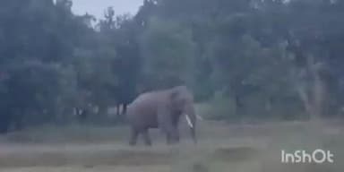 गोहपारु: गोहपारू के मलमाथर गांव में दिखा हाथी, ग्रामीणों में दहशत, वन विभाग को दी सूचना