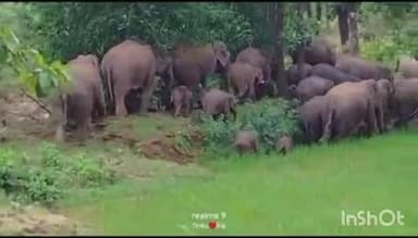 रामगढ़: रामगढ़ जिले के गांवों में 42 जंगली हाथियों के झुंड से दहशत, हाथियों ने रौंदी फसलें