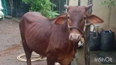 कर्जत: अंजप गावामधून बैल चोरी करून चोर फरार
शेतकऱ्याच्या बैलाचोरांनी पुन्हा एकदा घातला घाला