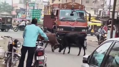 बीना: महावीर चौक सहित नगरीय क्षेत्र में आवारा मवेशियों की भरमार,राहगीर व वाहन चालक हो रहे  दुर्घटना का शिकार
#jansamasya