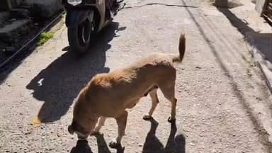 लोहाघाट नगर में गुलदार का खतरा हनुमान मंदिर रोड से कुत्ते को उठा ले गया गुलदार