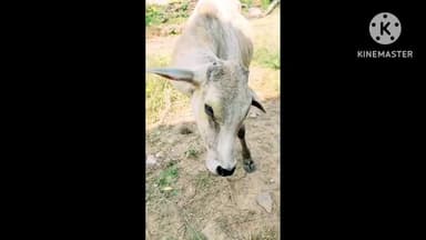 रैपुरा: गलत इलाज से बिगड़ी बछड़े की हालत, पशु चिकित्सा कर्मियों पर कार्रवाई की मांग