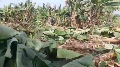 संग्रामपूर: केळीला भाव मिळत नसल्याने महिला शेतकऱ्याने पीक केले उद्ध्वस्त! संग्रामपूर तालुक्यातील चित्र