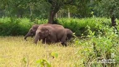 जयनगर: घूरमुंडा गांव में जंगली हाथियों का उत्पात, खेतों में मचाई तबाही
