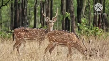 बलौदाबाज़ार: वन्यजीव प्रेमियों के लिए खुशखबरी, बलौदाबाजार के बारनवापारा वन्यजीव अभ्यारण्य 1 नवम्बर से फिर से खुला