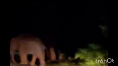 ತೀರ್ಥಹಳ್ಳಿ: ಮೂಡುಬ-ಶಿವಮೊಗ್ಗ ದಾರಿಯಲ್ಲಿ ಕಾಡಾನೆಗಳು ಪ್ರತ್ಯಕ್ಷ