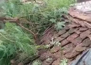 तालबेहट: बछरावनी गांव में जोरदार बारिश और तेज हवाओं के कारण गरीब के आशियाने पर गिरा पेड़, हुआ क्षतिग्रस्त, न्याय की मांग की