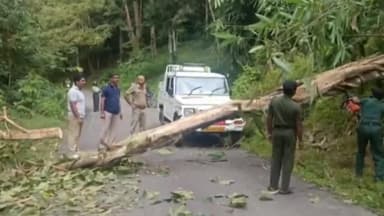 ചാലക്കുടി: അതിരപ്പിള്ളി ആനക്കയം കുമ്മാട്ടിയിൽ കാട്ടാന റോഡിന് കുറുകെ മരം മറിച്ചിട്ടു, ഒരു മണിക്കൂർ ഗതാഗതം സ്തംഭിച്ചു