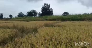 प्रतापपुर: रमकोला क्षेत्र में जंगली भालू के दिखने से दहशत का माहौल, जायजा लेने पहुंचे जिला कांग्रेस कमेटी के उपाध्यक्ष मरावी