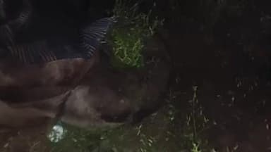 ତଲସରା: ମହାବୀର ଛକ ନିକଟସ୍ଥ ପଡ଼ିଆରେ ଗୋଟିଏ ଓଟ ର ଅସ୍ବାଭାବିକ ମୃତ୍ୟୁ