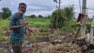 लोणार: पांगरा रोड येथे जनावरांच्या गोठ्यात सर्पमित्रांनी सापाला केले रेस्क्यू